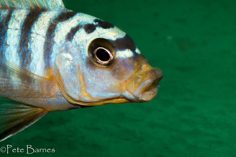 Maylandia sp. 'hajomaylandi pombo' Ndumbi Point